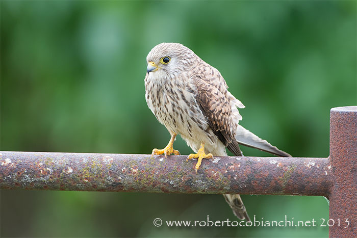 Grillaio da confermare